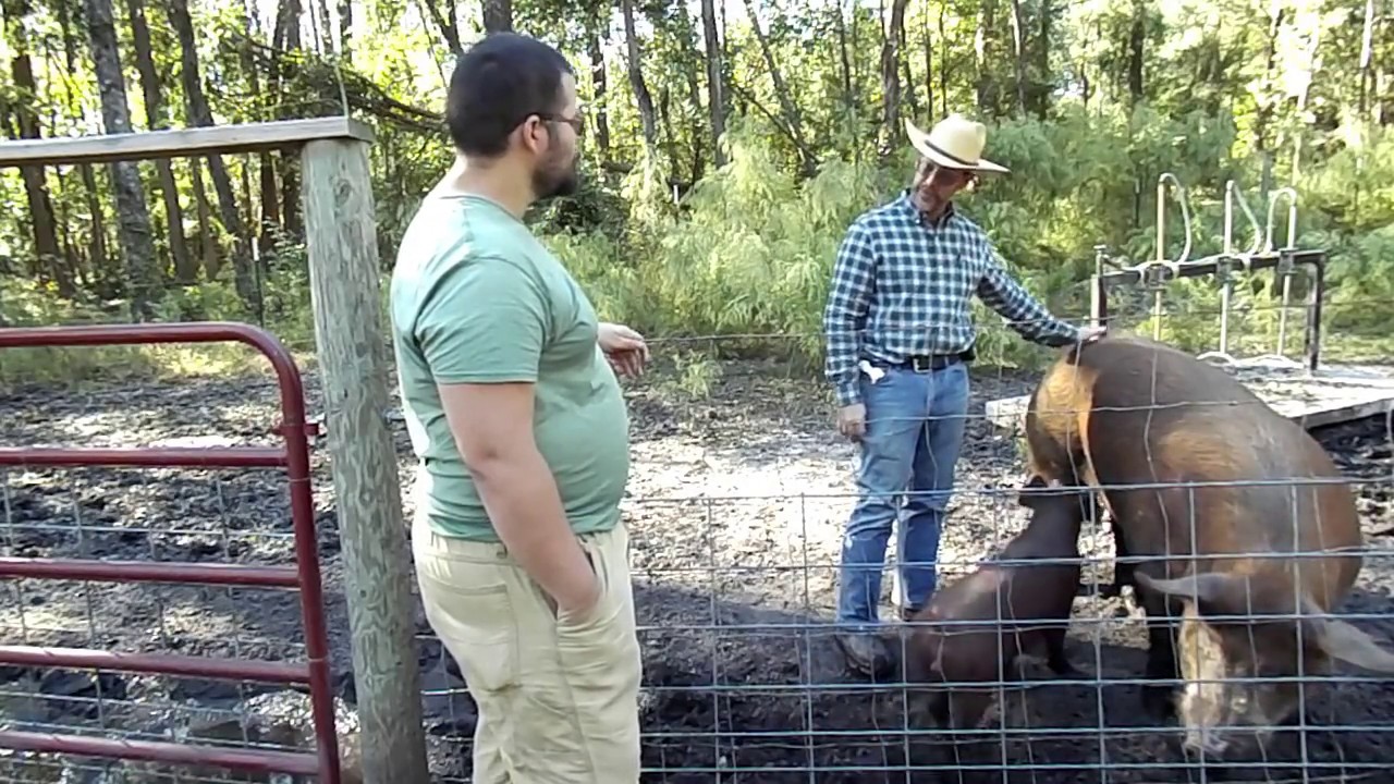 Raising Tamworth Hogs