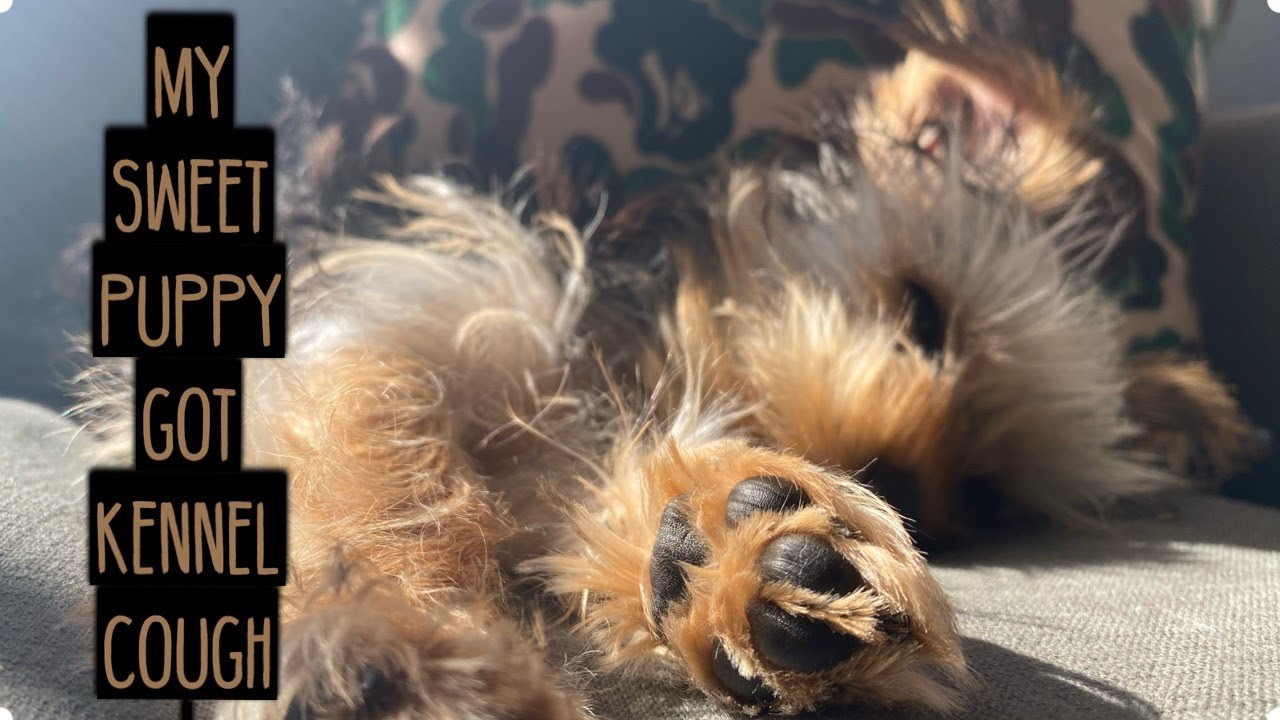 KENNEL COUGH | MY PUPPY HAD KENNEL COUGH