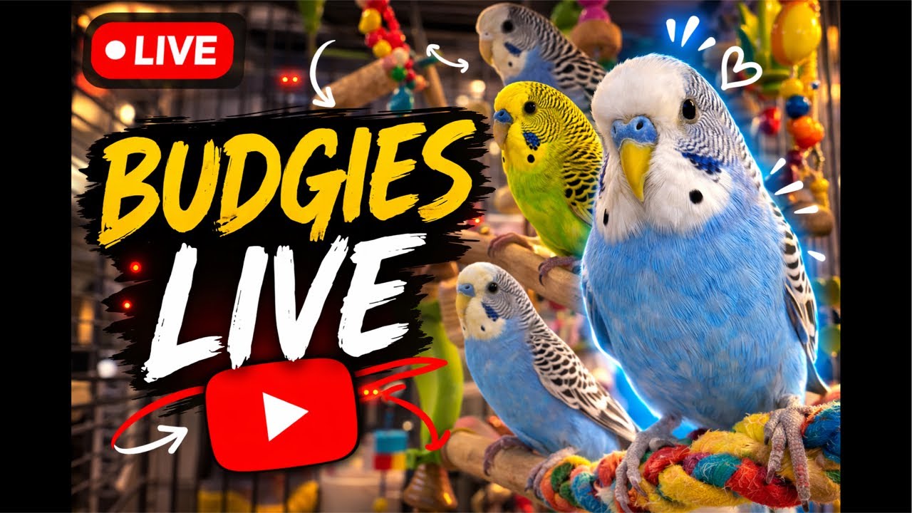 ਆਲ੍ਹਣਾ (The Nest) is live!