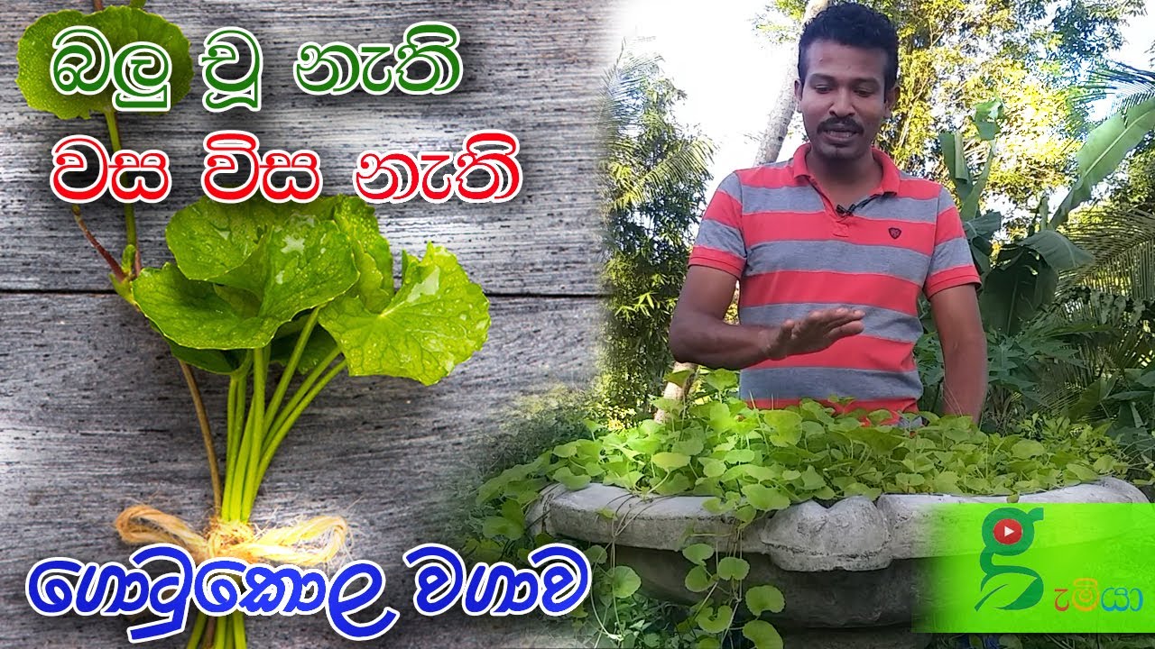 63 පිරිසිදුකමට පලමු තැන . කාබනික ගොටුකොල වගාව how to plant gotukola in pot