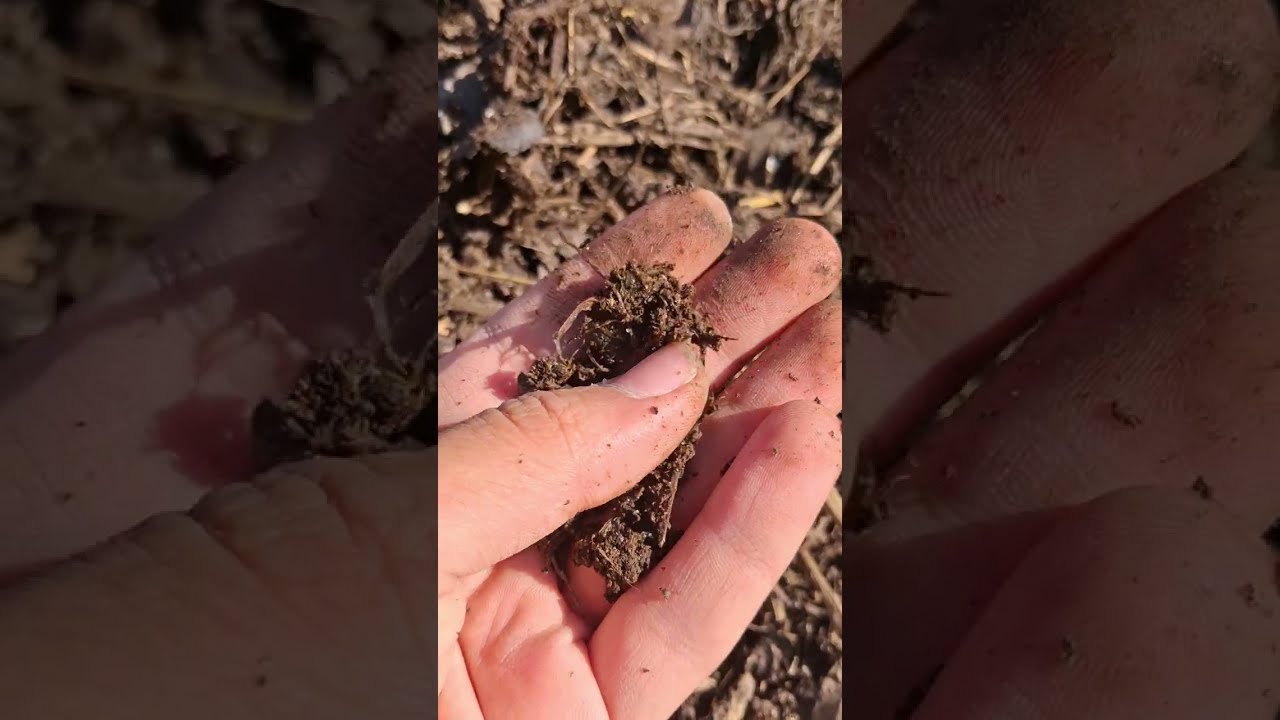 كمبوست في 21 يوم ناضج و غني بالعناصر |Compost in 21 days Mature and nutrient-rich