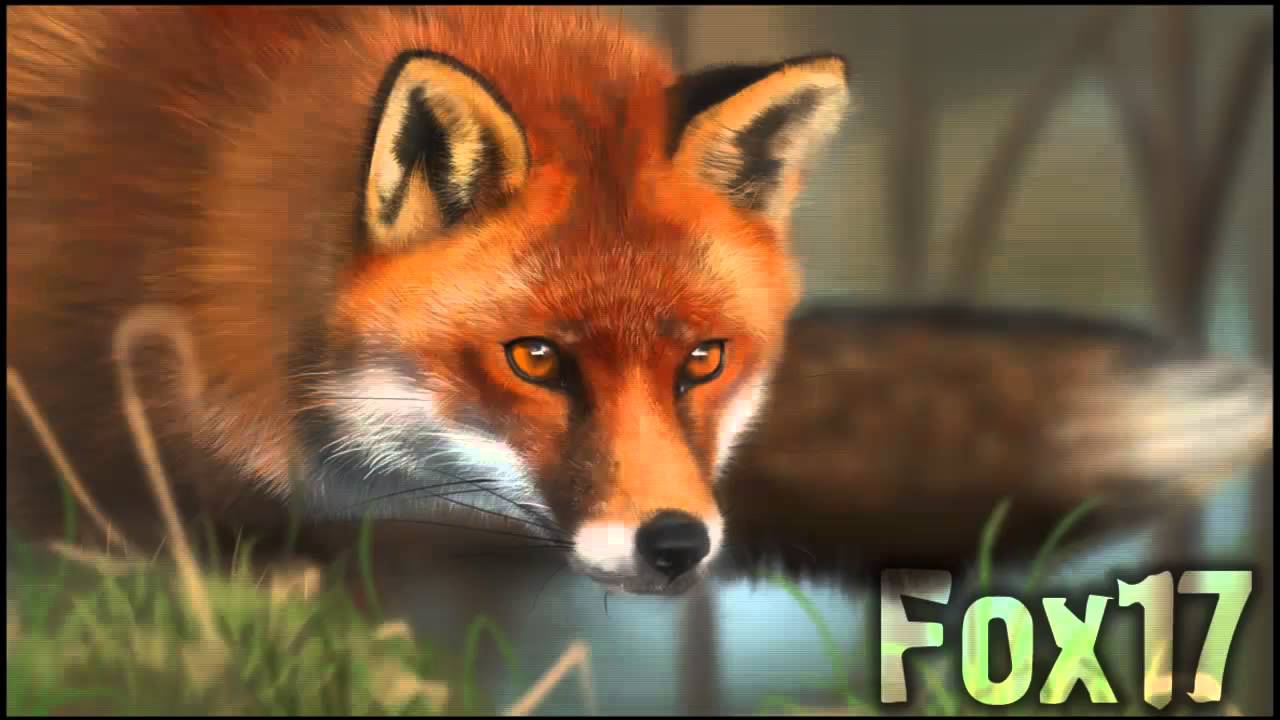Fox17 #1 Вк не жизнь, сп - не чувства или начало.