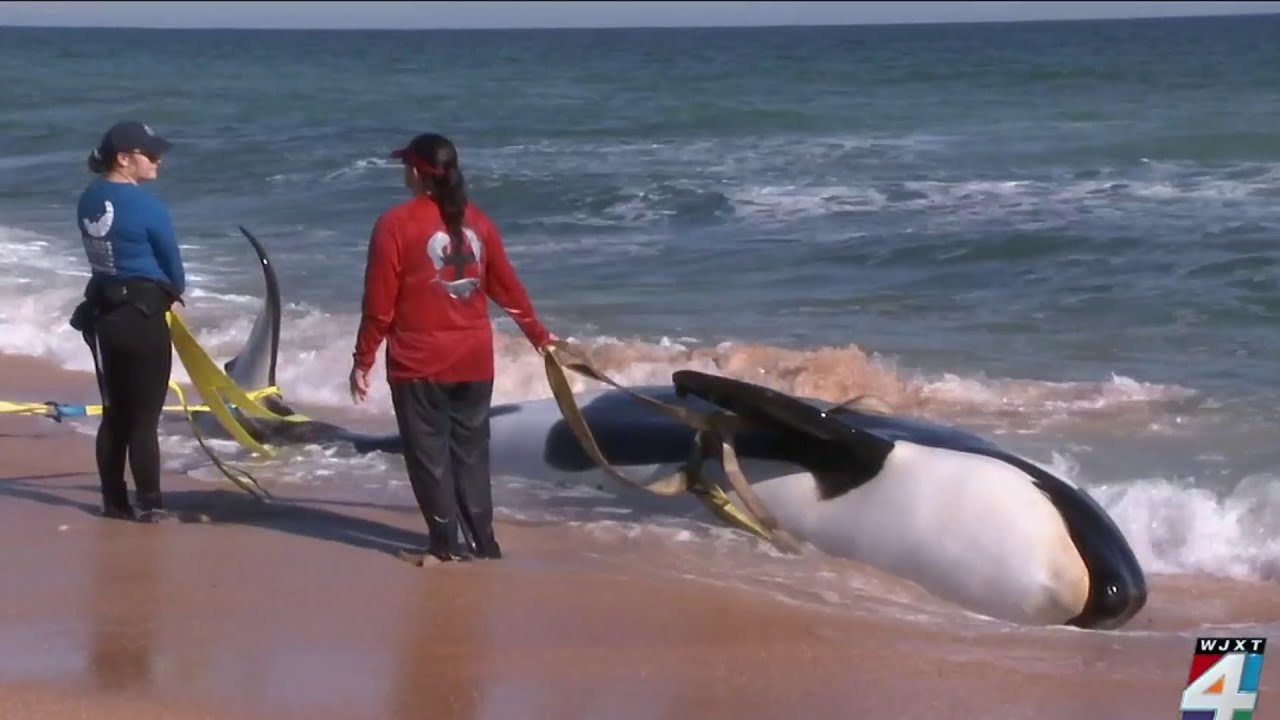 &lsquo;Extremely rare&rsquo;: 21-foot orca dies after washing ashore in Palm Coast