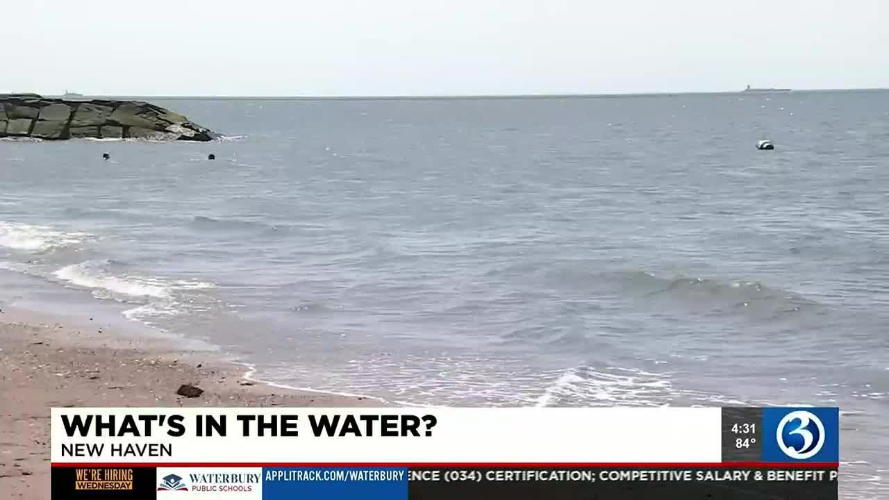 Local professor talks about what is in Long Island Sound water
