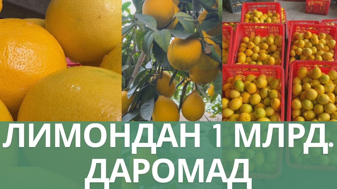 ЛИМОНДАН  1 МЛРД. ДАРОМАД  #fergana #uchkoprik #limon #lemon #yangiliklar #instagram #fruit