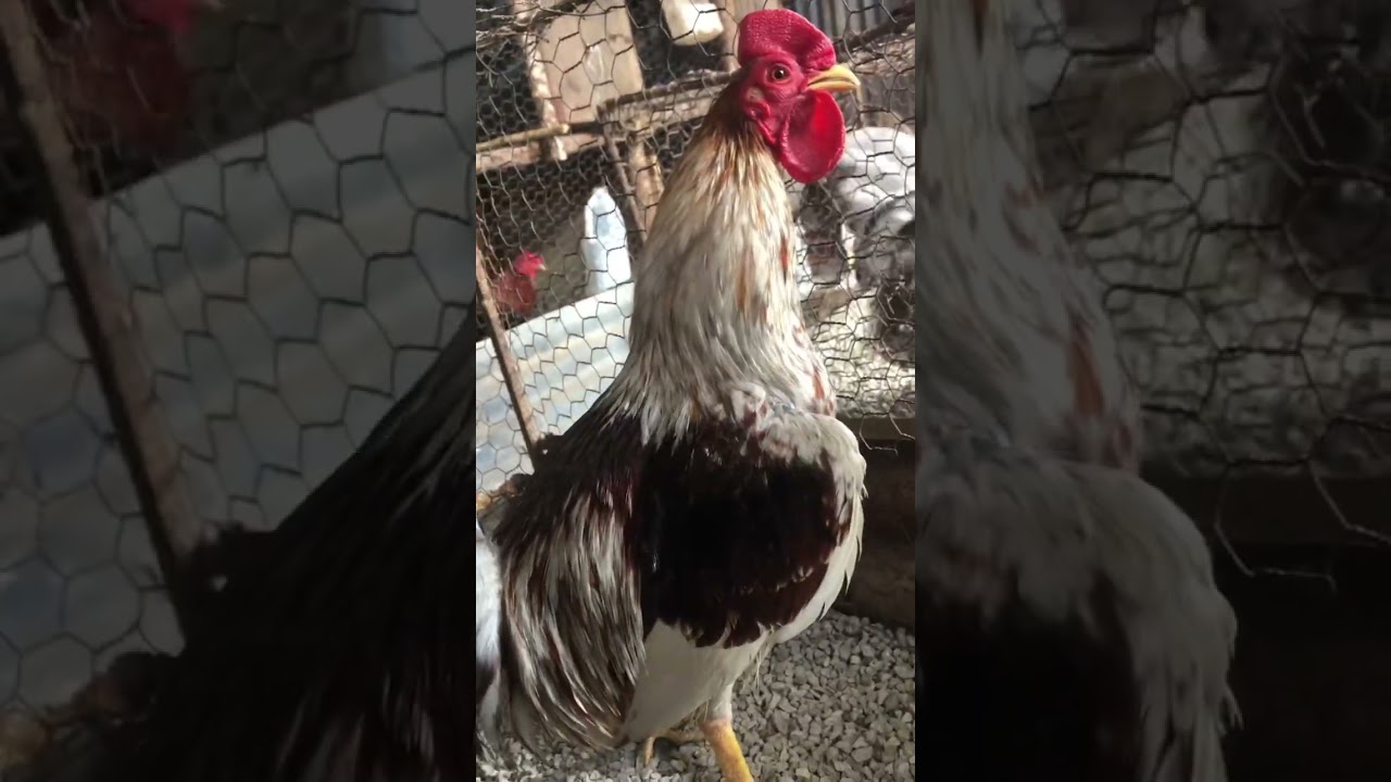 Gallo canelo muy bonito