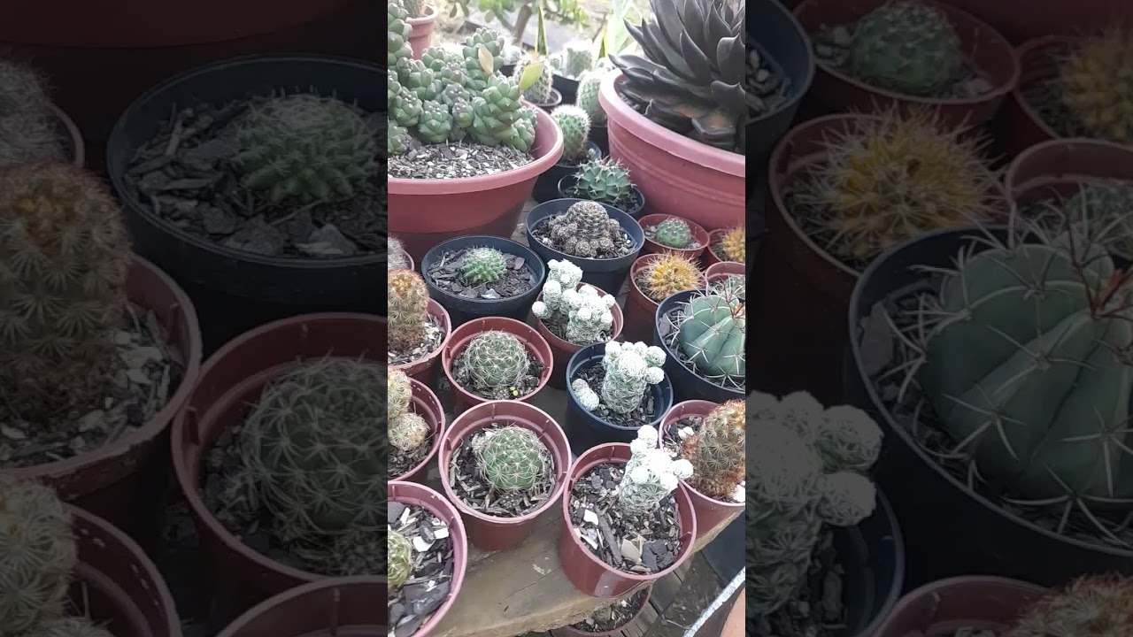#succulent #cactus #flower #garden #jardim #cactos #cactusplant #plantas #jardimdecactos #plants