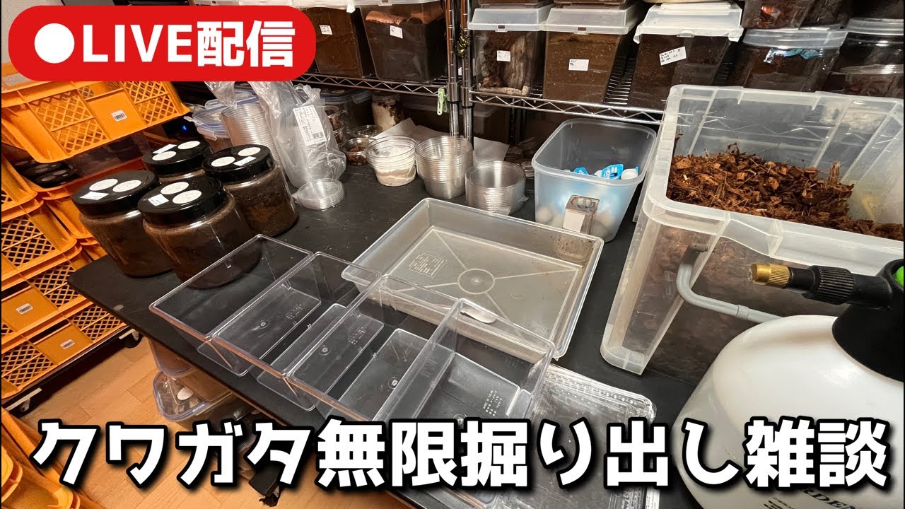 今日は50匹くらい成虫掘り出さないとやばいっす