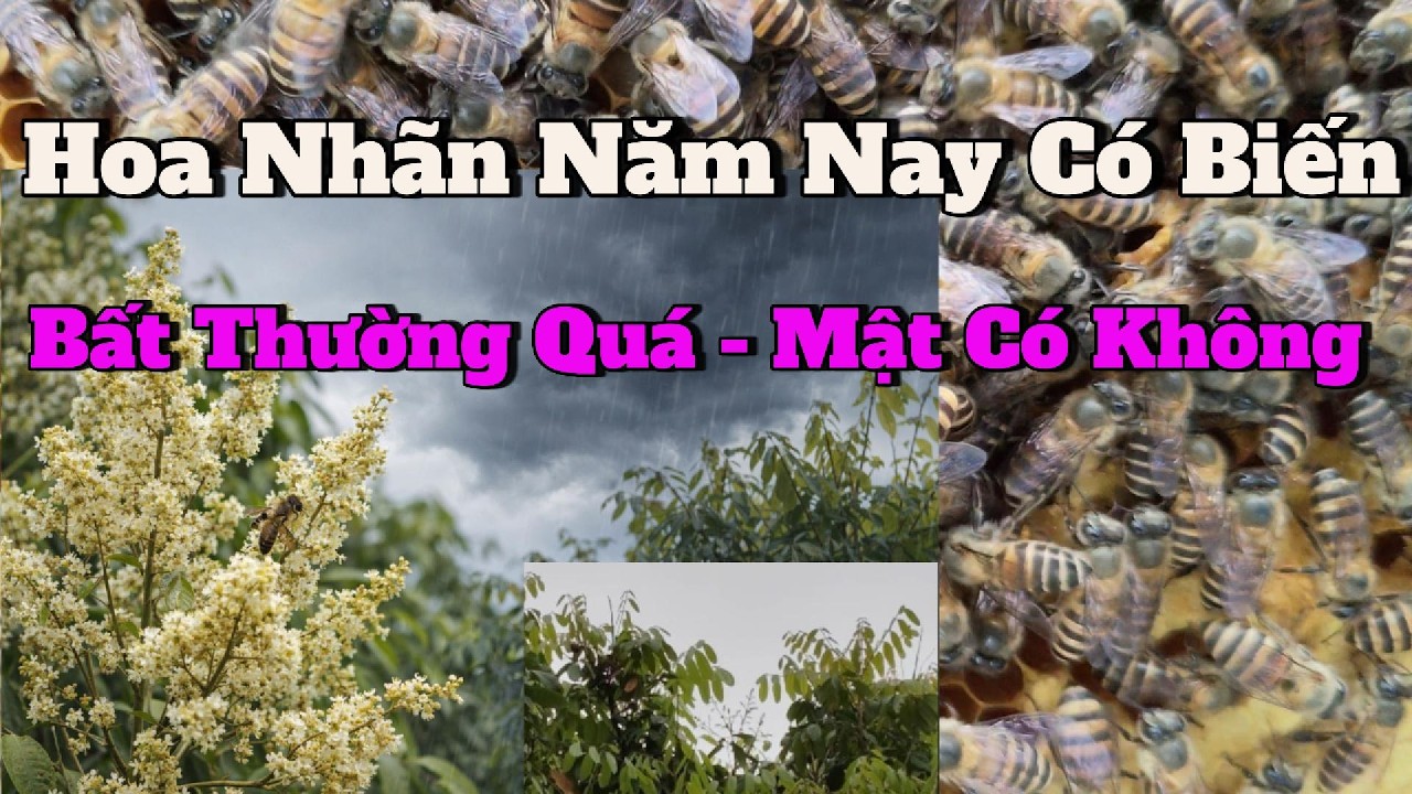 Hoa Nhãn Năm Nay Có Biến -  Có Mật Hay Không