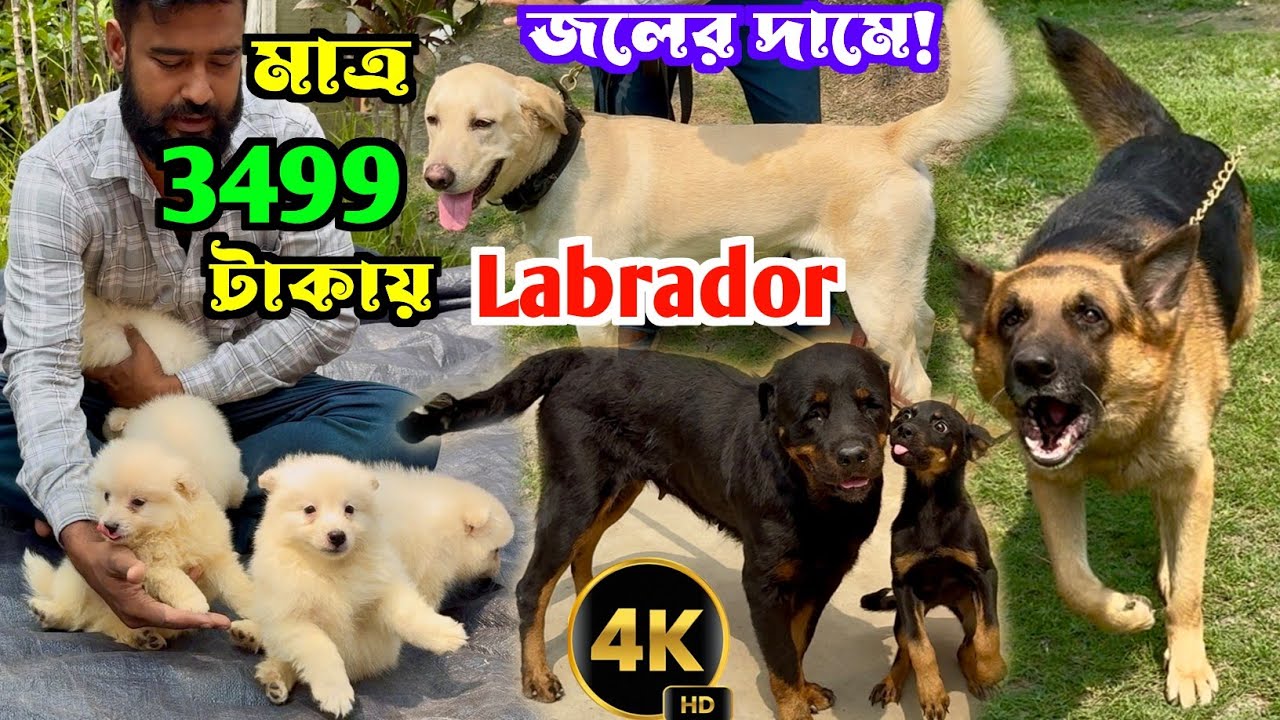 ফ্রী তে Rottweiler Puppy ? Kolkata Dog Market Price 2025. Dog Market in Kolkata Price.