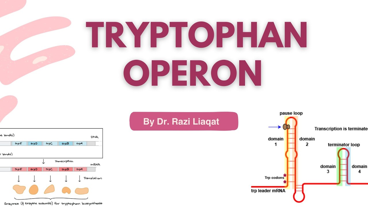 Tryptophan Operon/Molecular Biology/Co-Repressor Operon