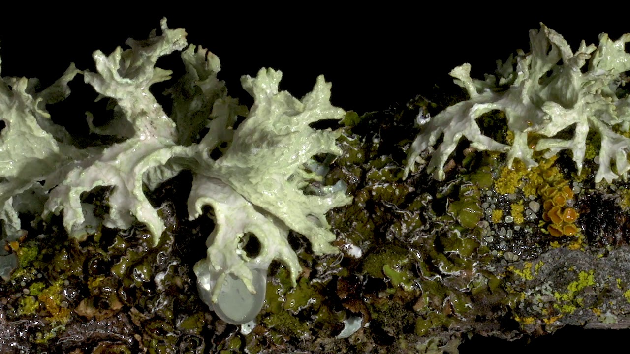 Lichen  timelapse video in studio