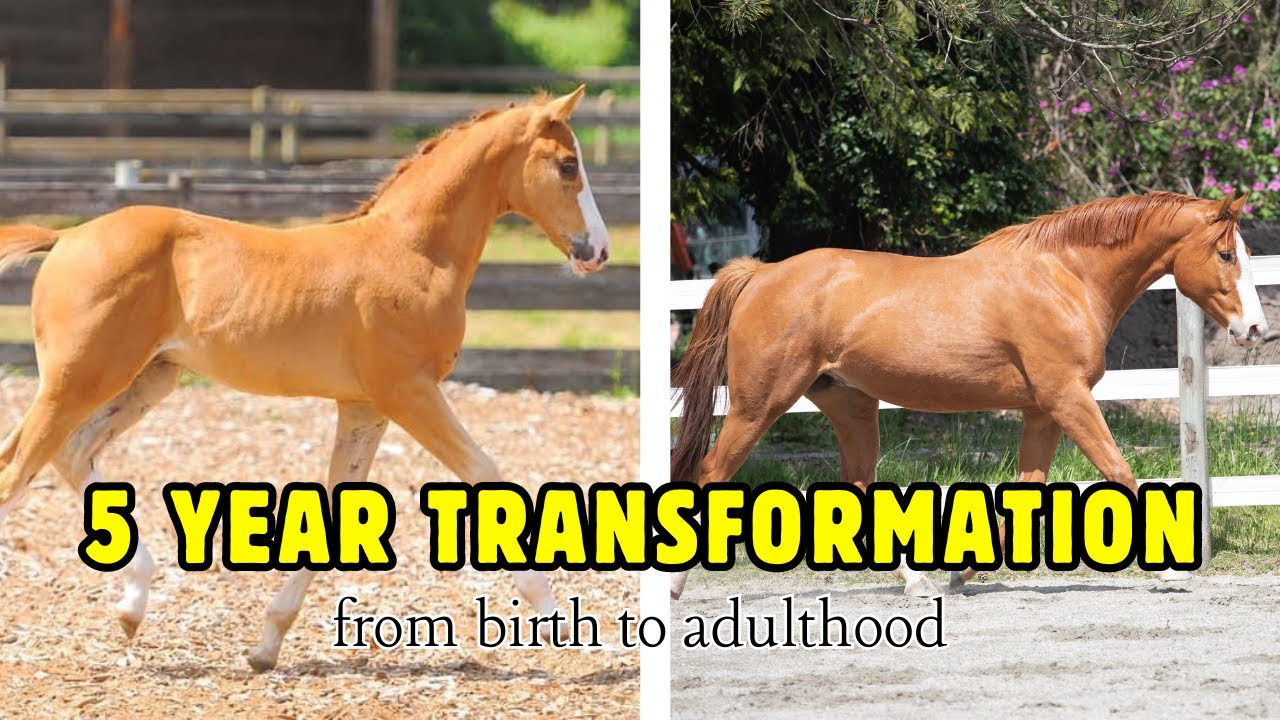 5 Year Foal Transformation: Birth to 5 Years Old
