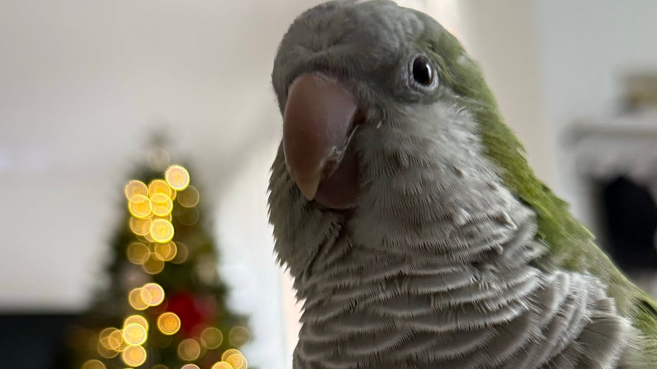 Todo lo que paso esta semana en la familia de LOVELY PARROTS