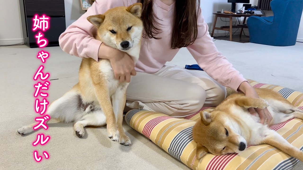 姉犬をなでると絶対に嫉妬する超ママっ子柴犬が可愛い