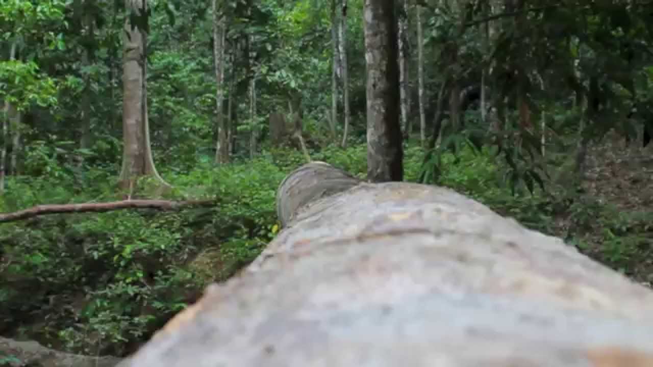 Thailand - Malaysia Insekten Exkursion