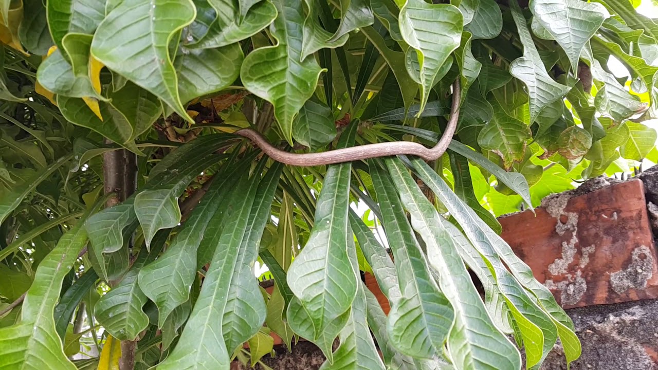Encontrei uma cobra no meio do caminho