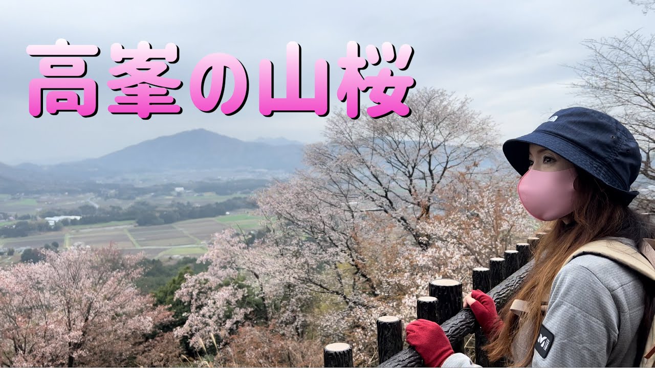 【4K映像】高峯の山桜【ヤマザクラ55万本の里　桜川市】
