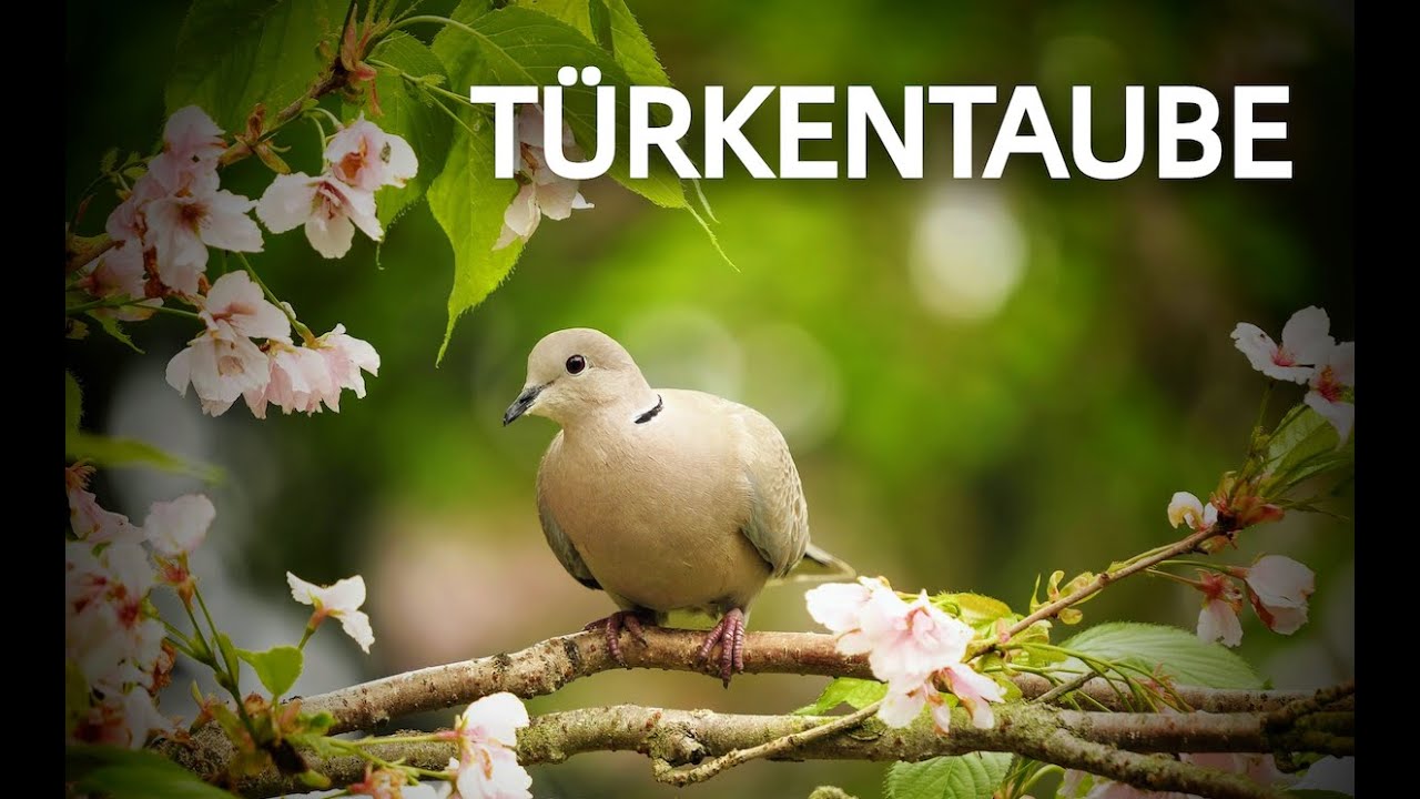 T&Uuml;RKENTAUBE 💮Zwitscherportrait💮 kleinfein -- Vogelstimmen - Vogelportrait - Steckbrief