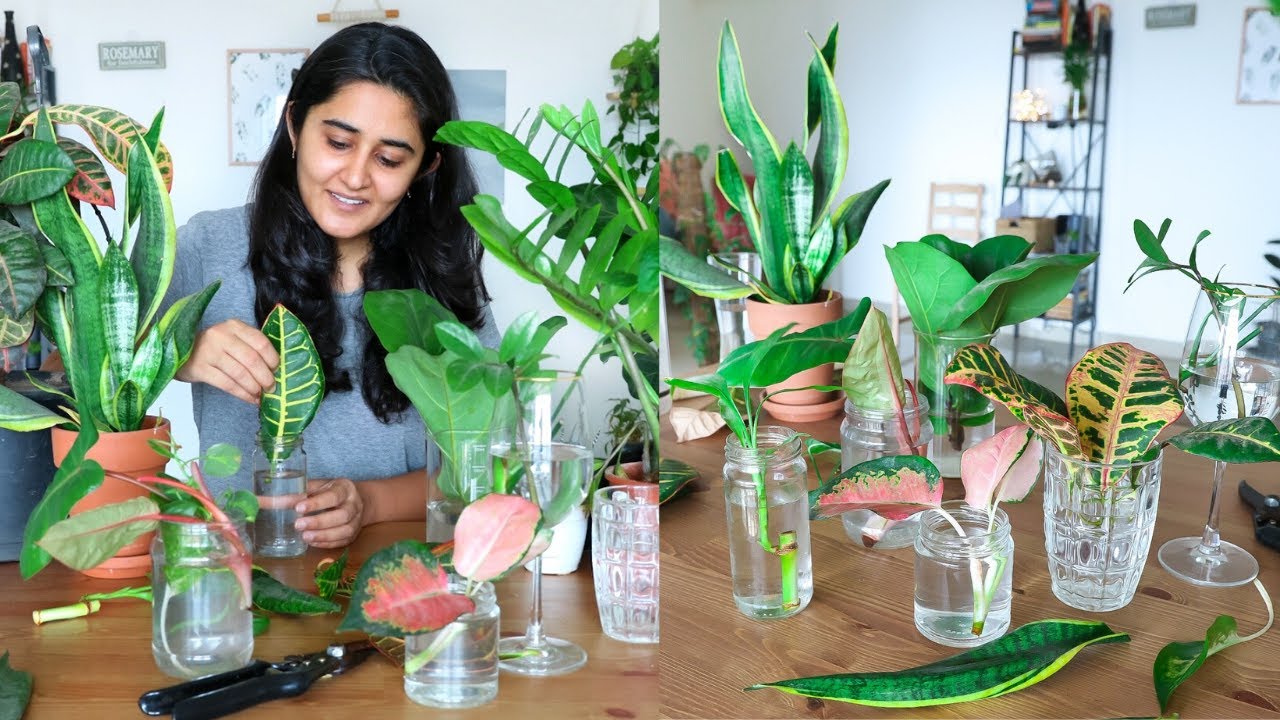 Propagating all my indoor plants from cuttings in water during the lockdown | Try with me