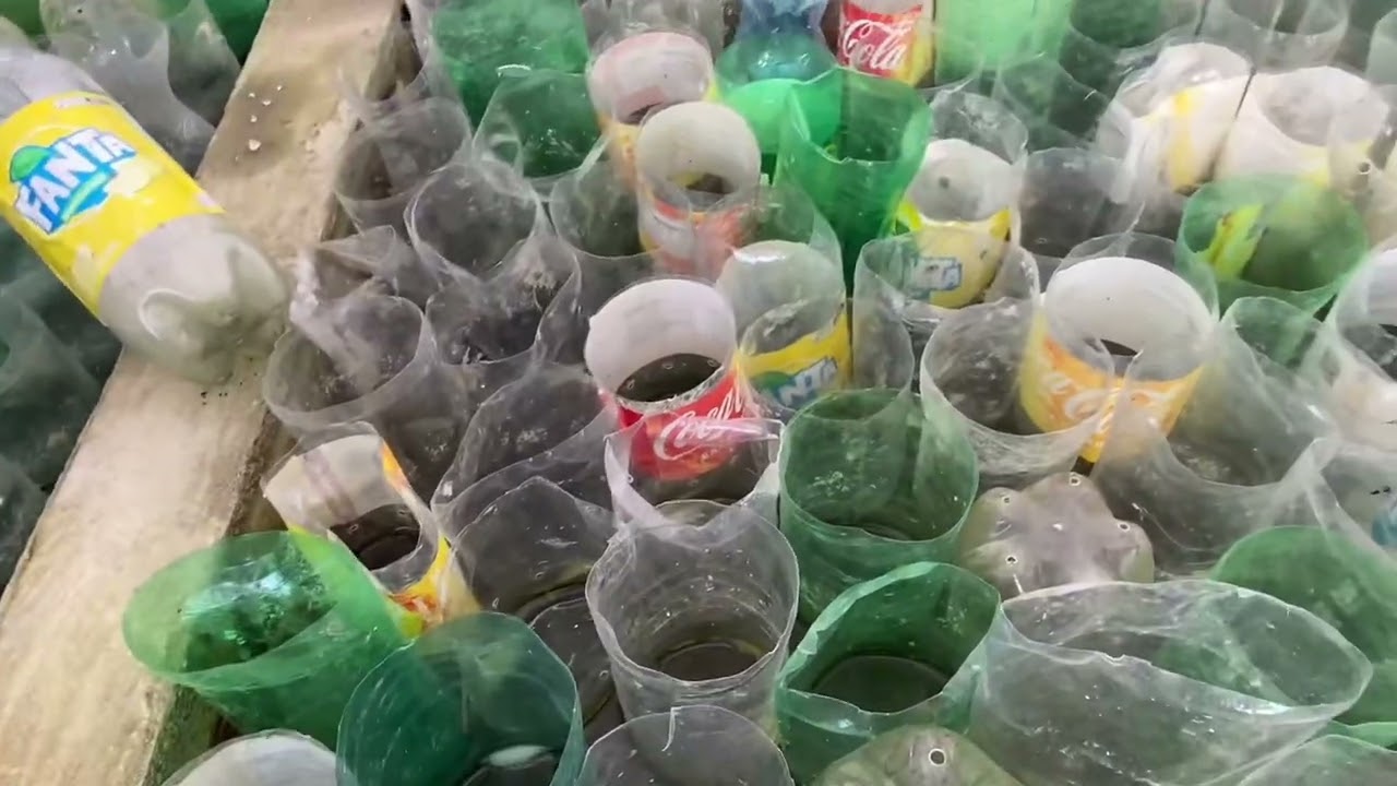 Alimentando os bettinhas com o melhor alimento vivo !!!!