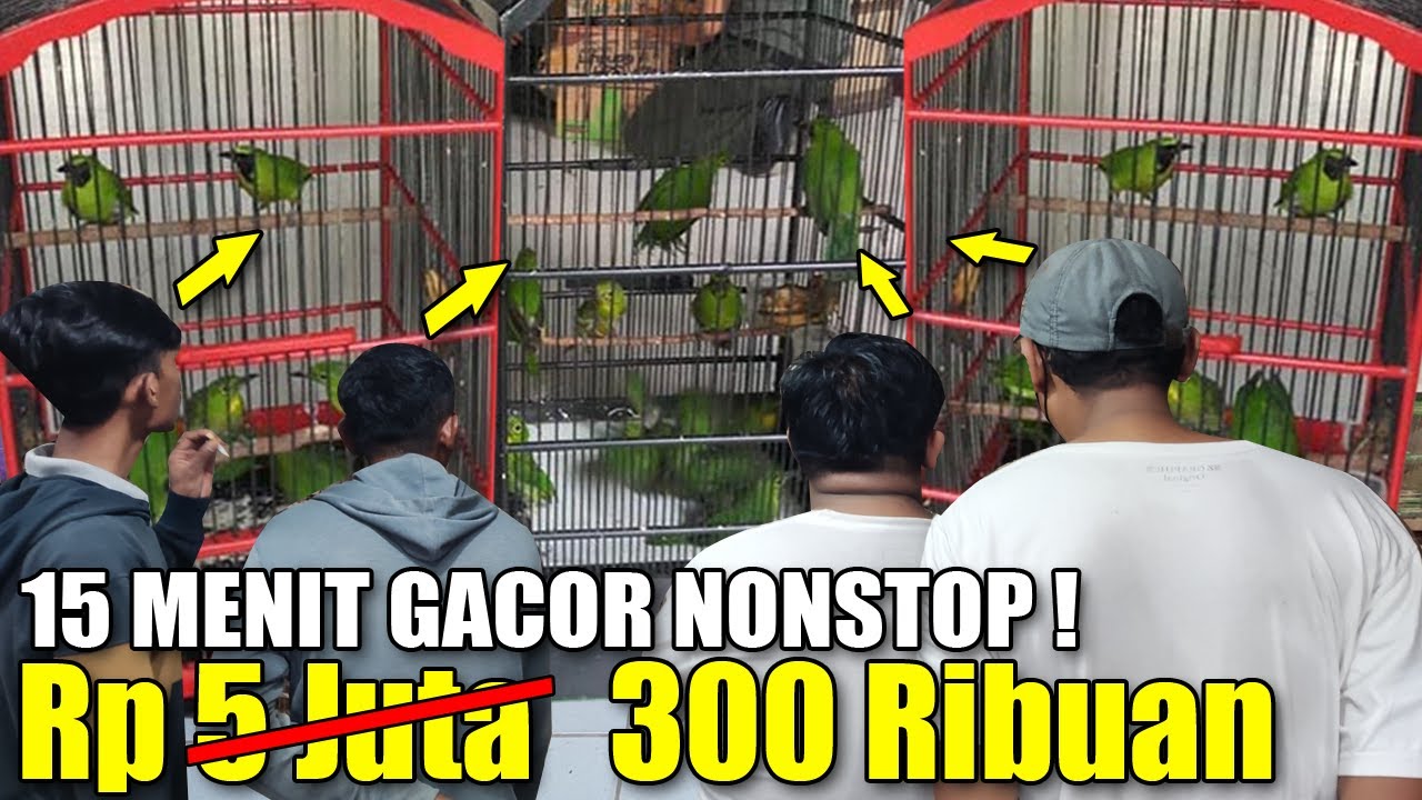 REJEKI NOMPLOK MAS INI NEMU RATUSAN EKOR CUCAK IJO GACOR 15 MENIT NONSTOP DIJUAL 300 RIBUAN