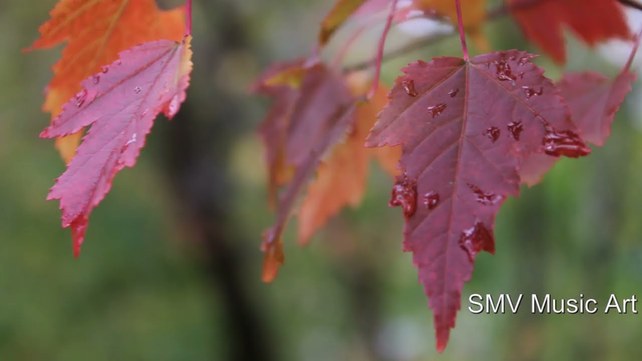 Calm Classical Music: Johann Sebastian Bach - Prelude ( in E minor) BWV 853