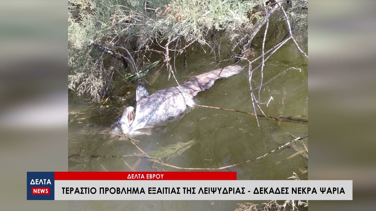Δέλτα του Έβρου: Η λειψυδρία σκοτώνει τα ψάρια, με υδροφόρες νερό για τα άλογα