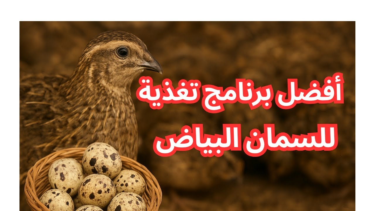 EP26 بدأت برنامج تغذية الأمهات على 50 سمانة| أفضل برنامج منزلي لإنتاج بيض السمان عالي الخصوبة
