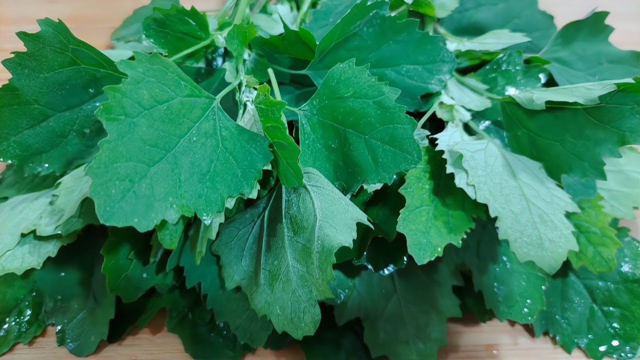 才知道灰灰菜还可以这样吃，做好一盆都吃精光，好吃营养还不上火 #美食 #做飯 #中餐 #家常菜 #菜譜