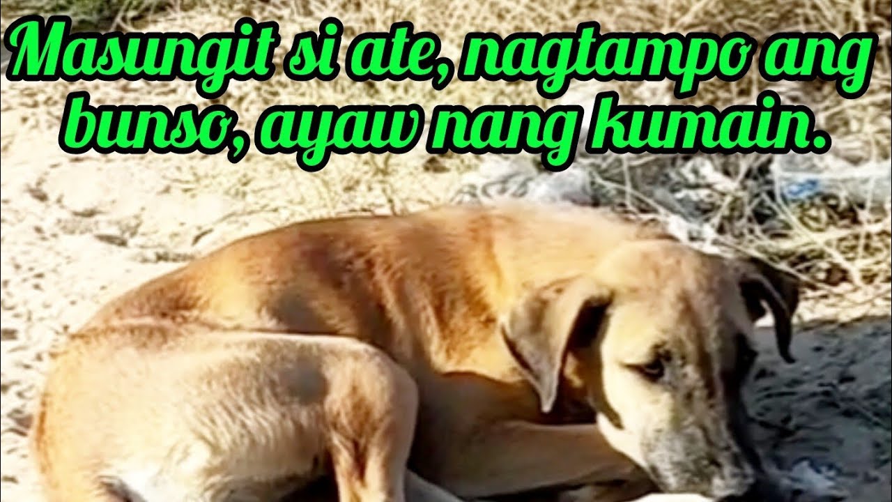 Masungit si ate, nagtampo ang bunso, ayaw nang Kumain. @Pinoykatvofficial 