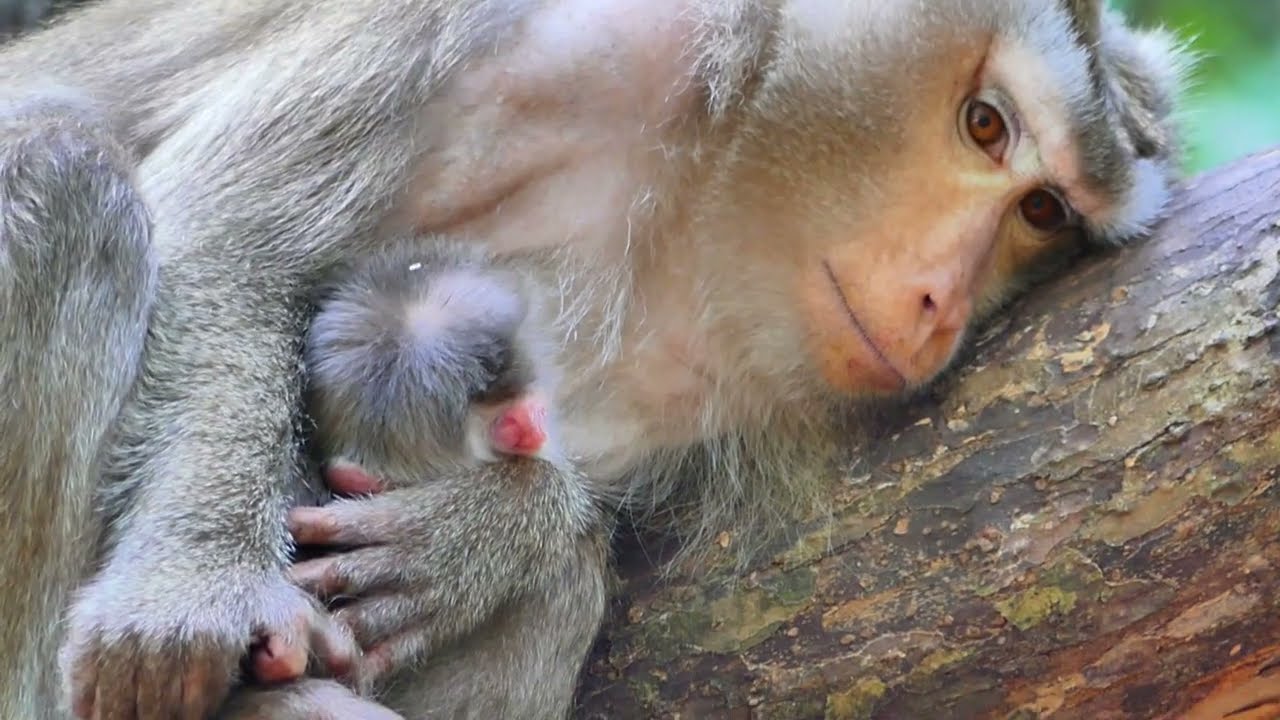 Libby monkey need to sleep on wood, for baby feed milk