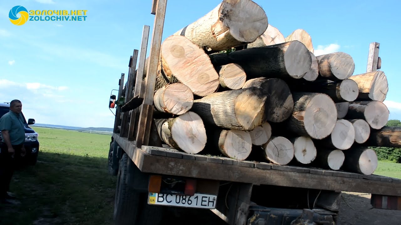 У Золочівському районі люди обурилися через вирубку лісу