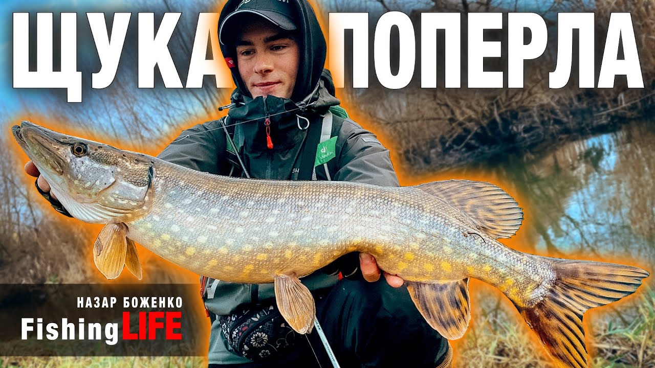 ЩУКА Віднерестилась І ВЖЕ ЖИРУЄ - ЗАБОРОНЕНА Приманка В УКРАЇНІ