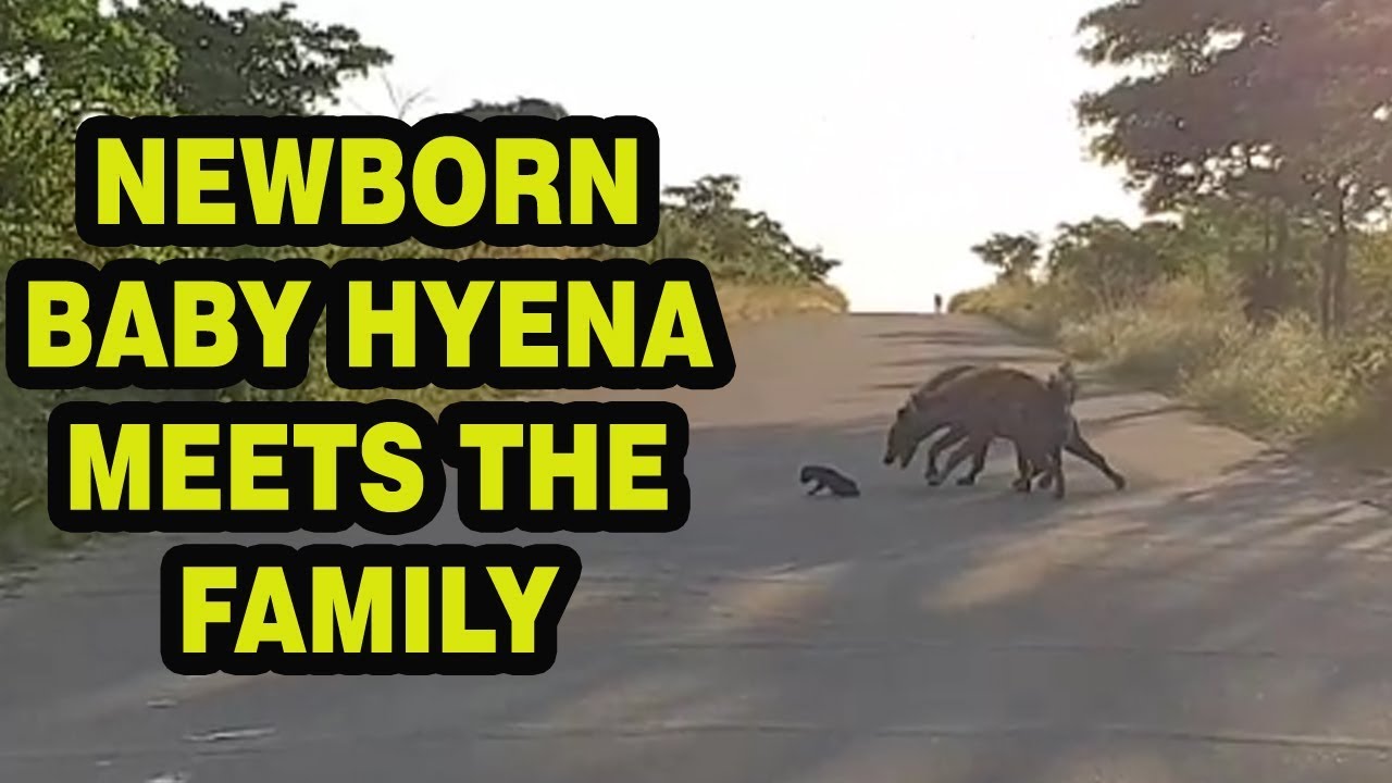 Mother Hyena Introduces Adorable Newborn Cub to the Pack