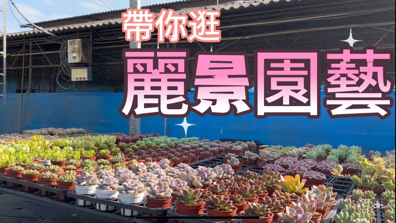 麗景園藝/多肉植物/泥作小物/鋁線藝術都超吸睛