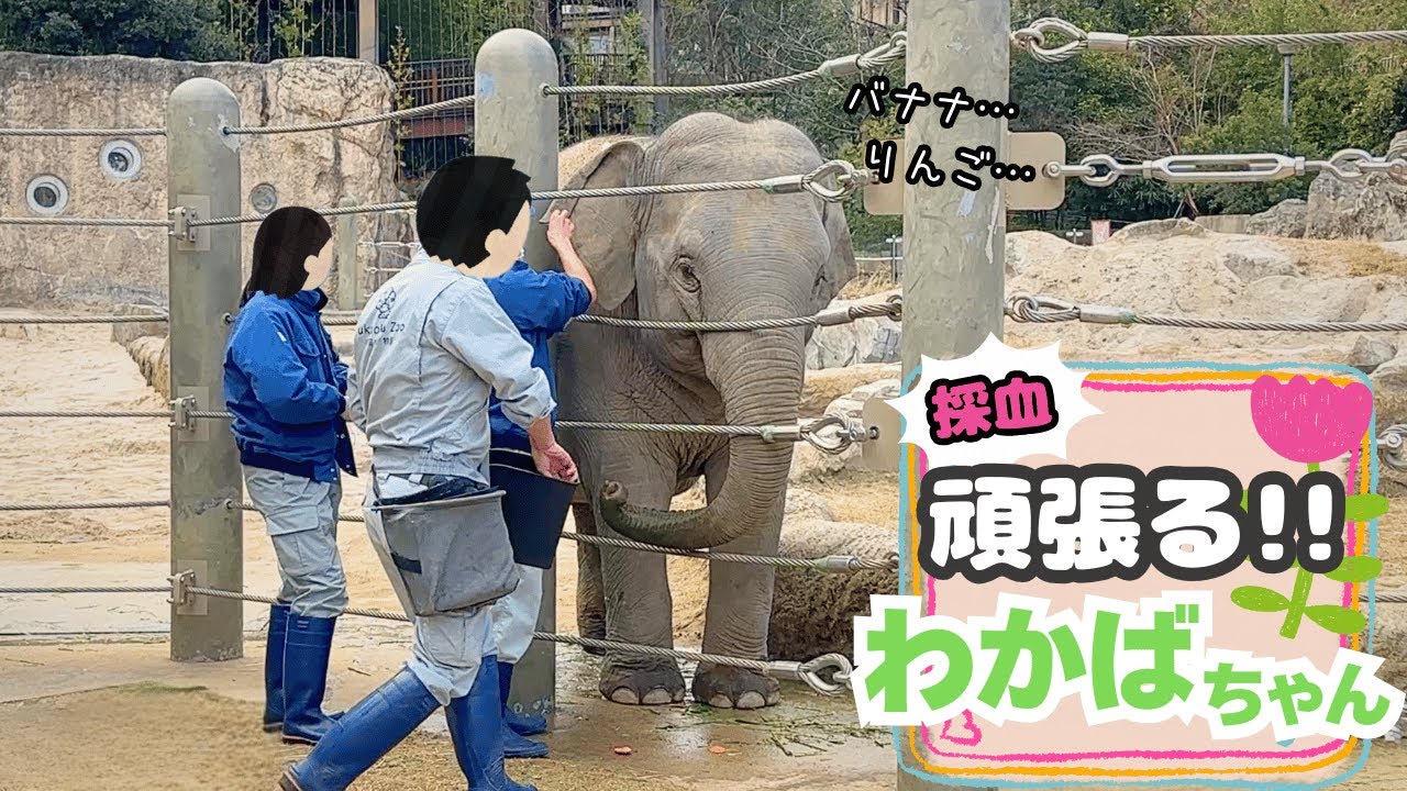 仔ゾウのわかばちゃん🐘飼育員さんとのやりとりが可愛い♪