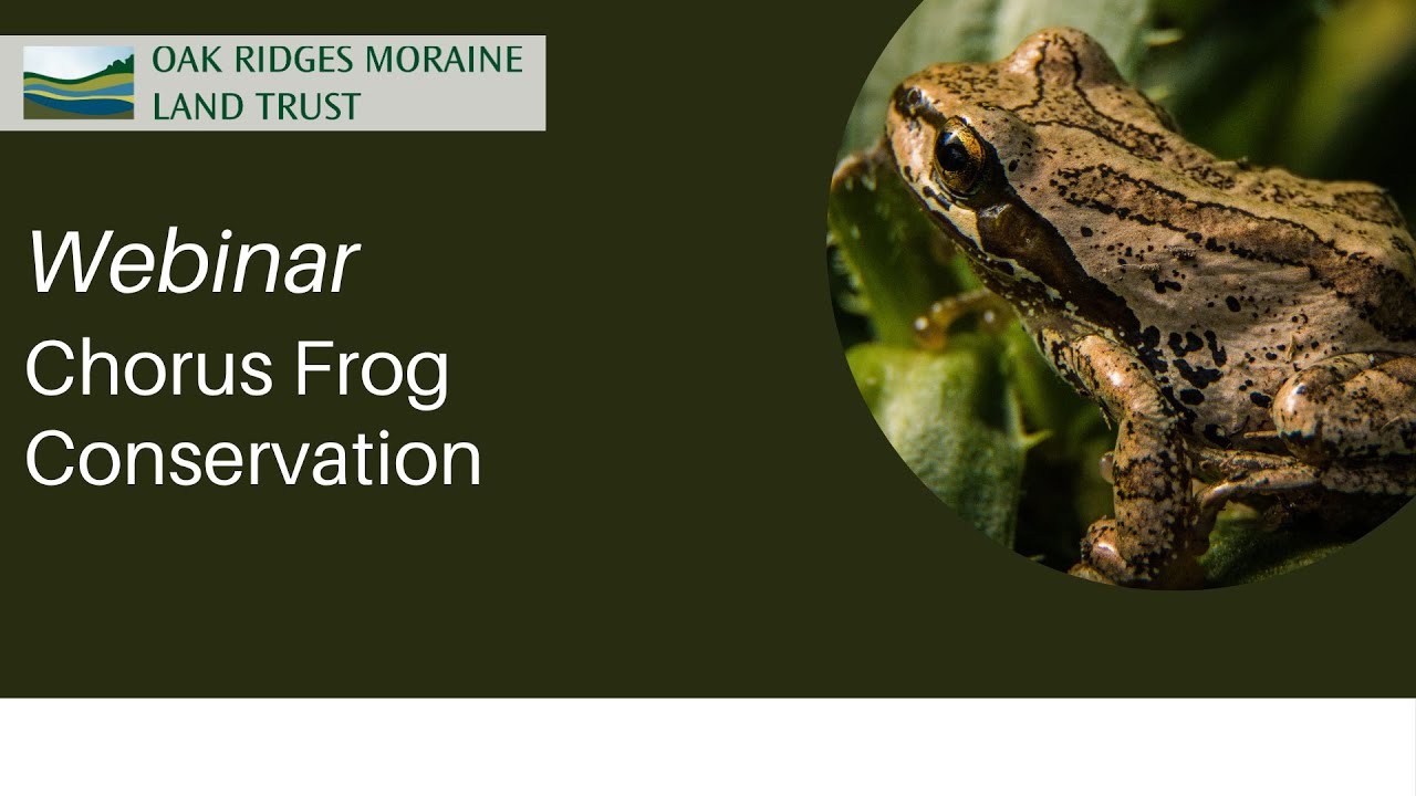 Webinar: Chorus Frog Conservation