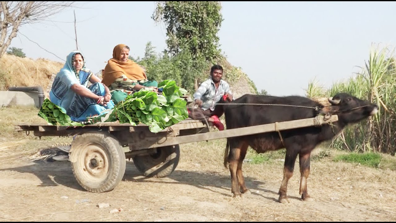 लम्बे तगड़े लोग यहाँ के दूध दही का खाना, ये है मेरा हरियाणा, सरसो का साग मक्के की रोटी Sarson Ka Saag