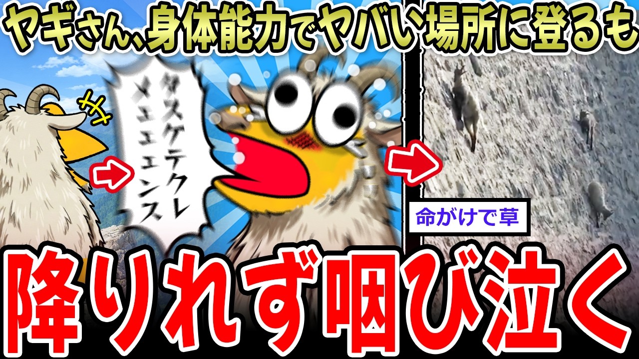 ヤギさん、遺伝子に逆らえずヤバい所に登りまくる…命がけすぎて草【2ch面白いスレ】