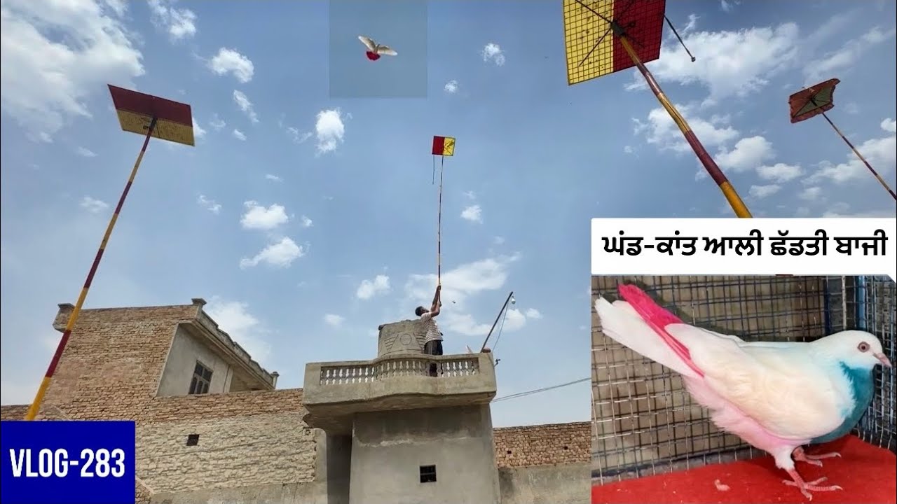 ਲਓ ਜੀ, ਅੱਜ ਘਂਡ-ਕਾਂਤ ਵਾਲੀ ਕਬੂਤਰੀ🕊️ਛੱਡਤੀ ਬਾਜ਼ੀ|| ਤੇਂ ਘਰੇ ਵੀ 8-9 ਕਬੂਤਰ ਉੱਡਾਏ|| ਦੇਖੋ ਕੀ ਬਣਿਆ…