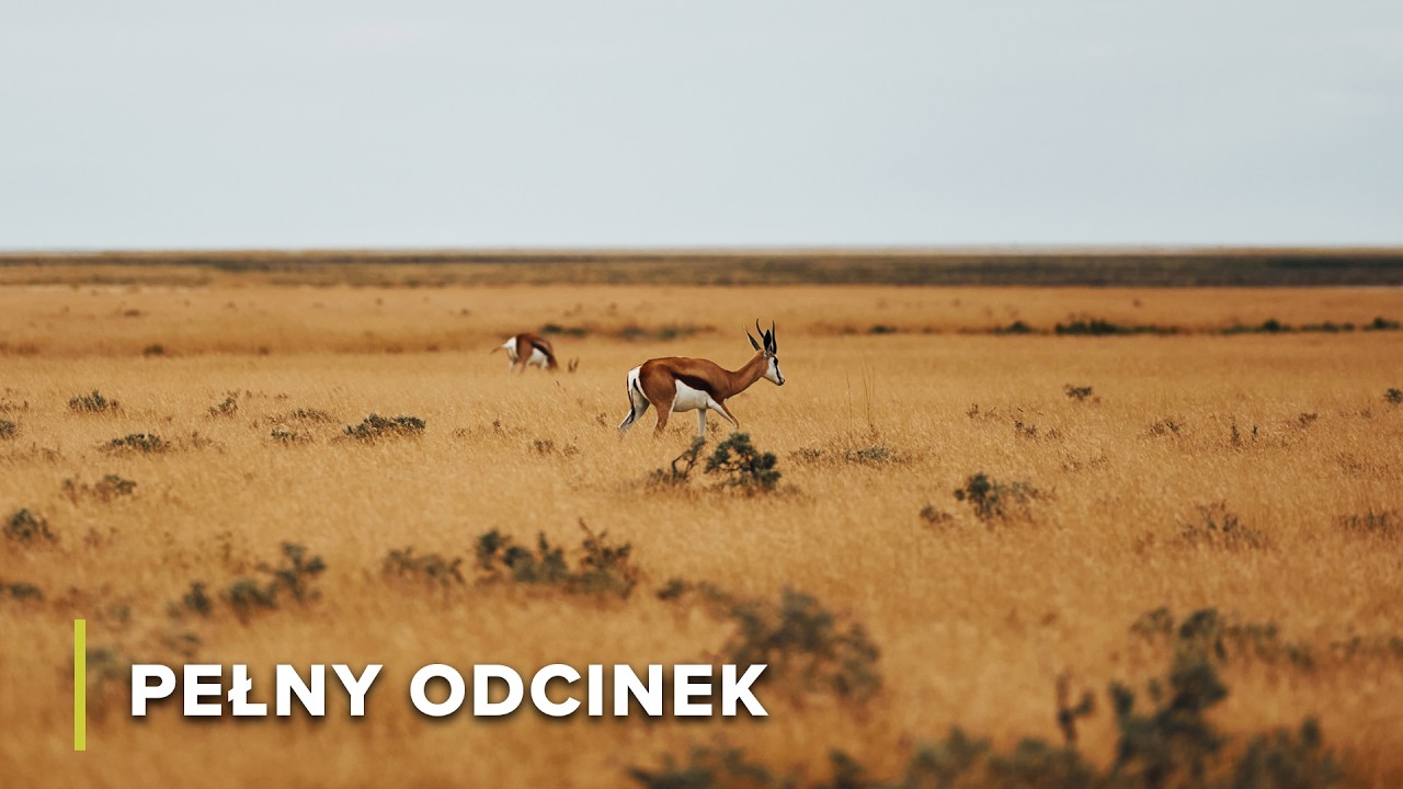 Jak Pradawne Koryta Rzek Utrzymują Pustynię Kgalagadi Przy Życiu | Wielkie Parki Afryki 105