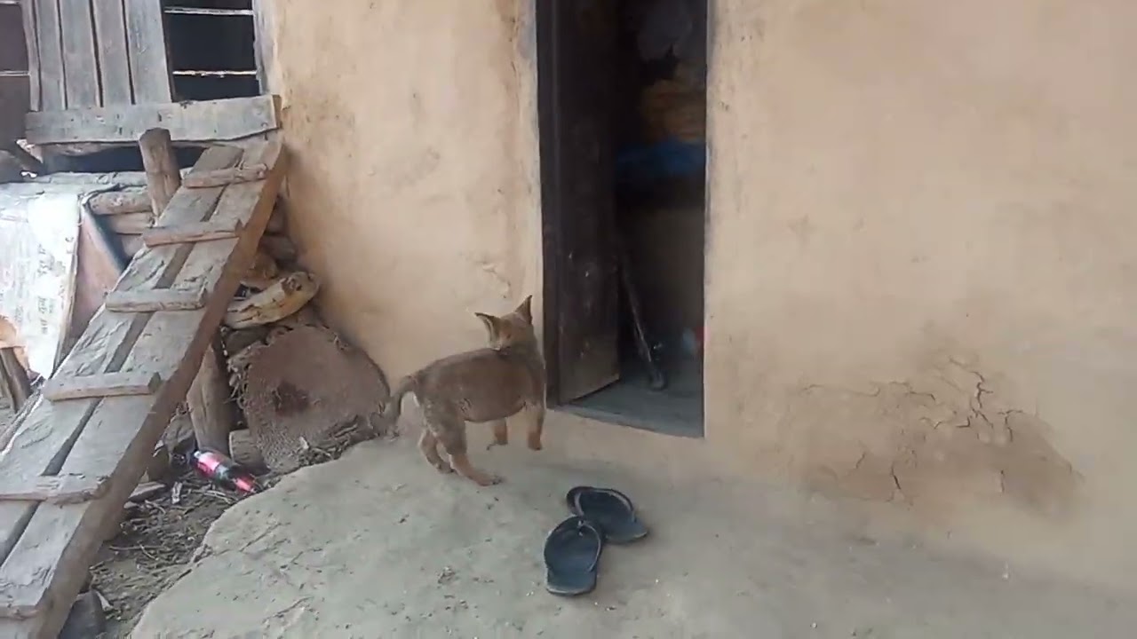 मोसोर बारी