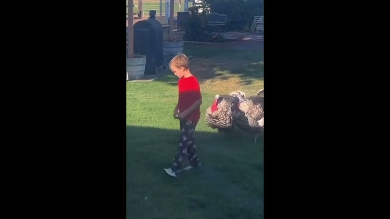 Kid Escapes a Turkey Attack 🦃 😂
