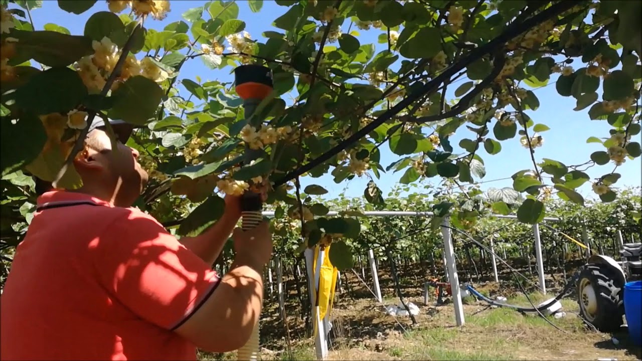 Impollinazione 2018