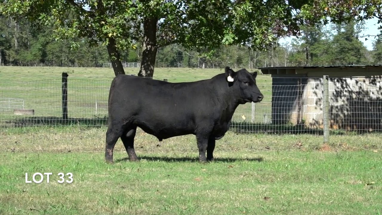 CBL 2020 Lot 33