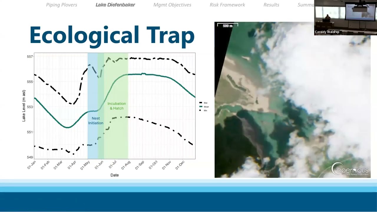 Active Management of Piping Plovers at Lake Diefenbaker