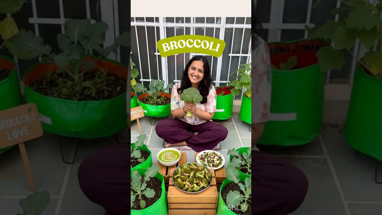 How to Grow Broccoli on Terrace Garden?