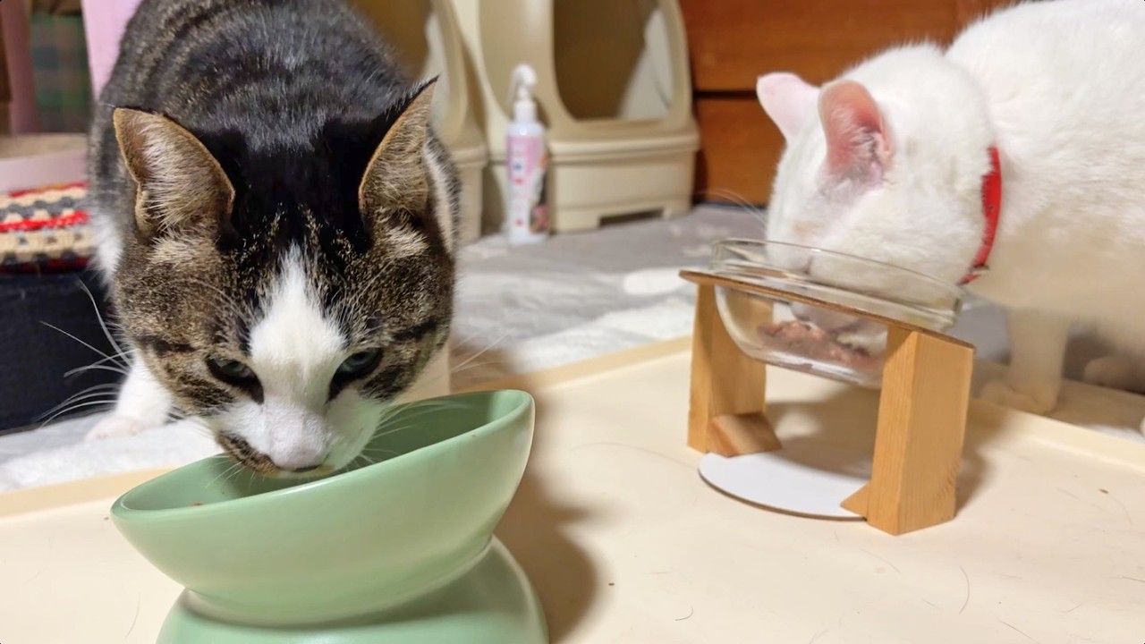 ウェットフードの夕ごはんを配膳します【26年2月26日その5】