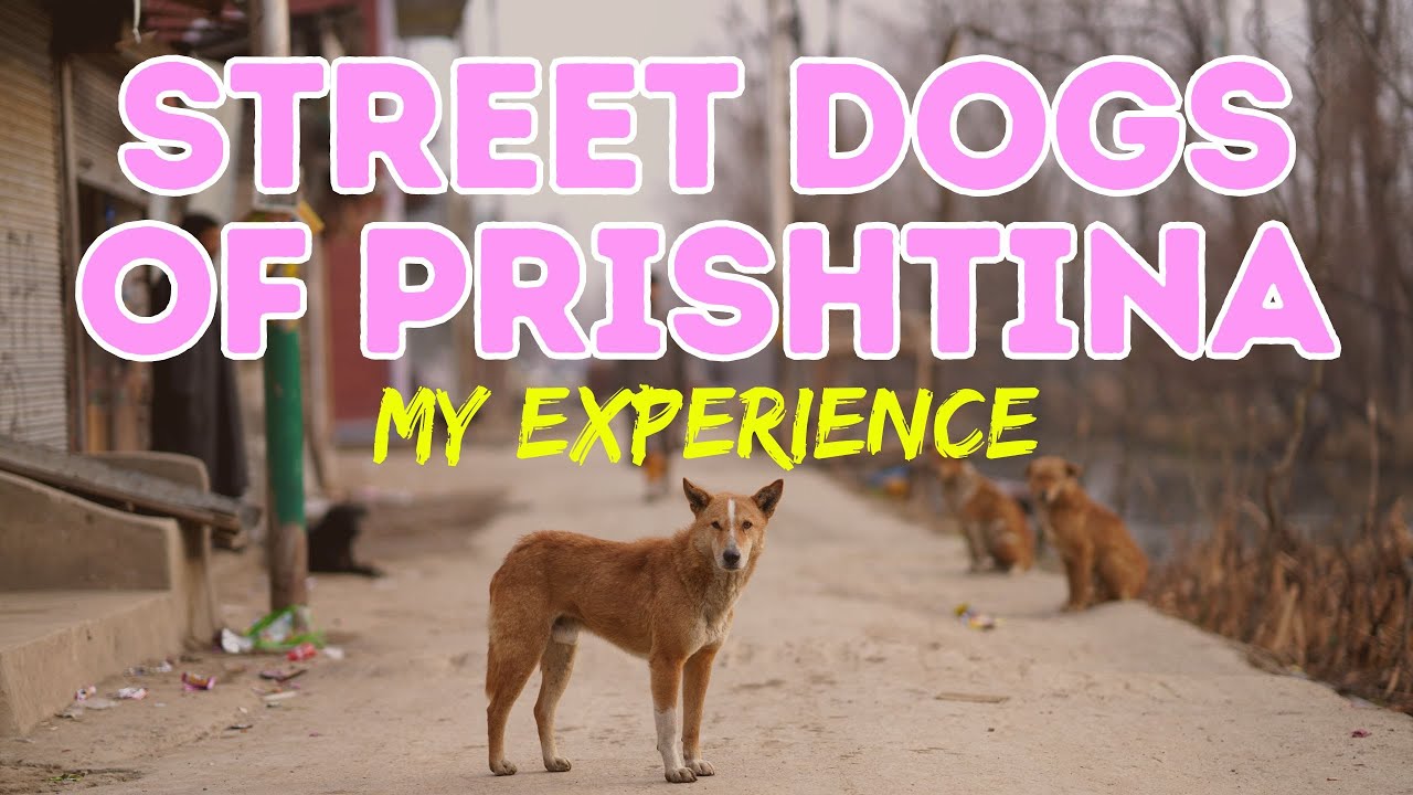 The Street Dogs of Prishtina - My Personal Experience